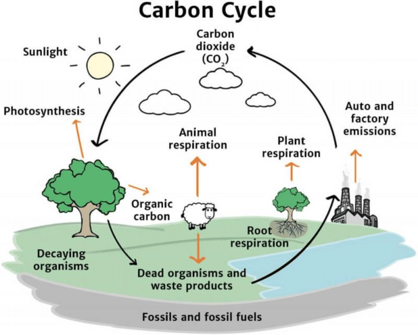 General steps of carbon cycle - Carbon cycle