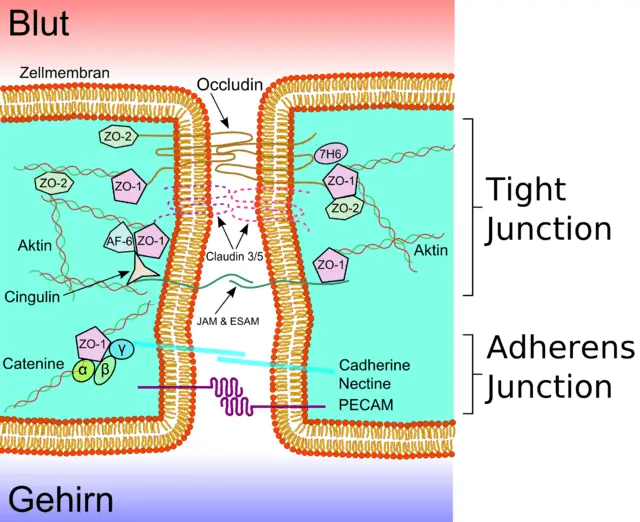 tight and adherens/adjoining junctions - Tight and adherens/adjoining junctionsImage source:Tight Junctions
