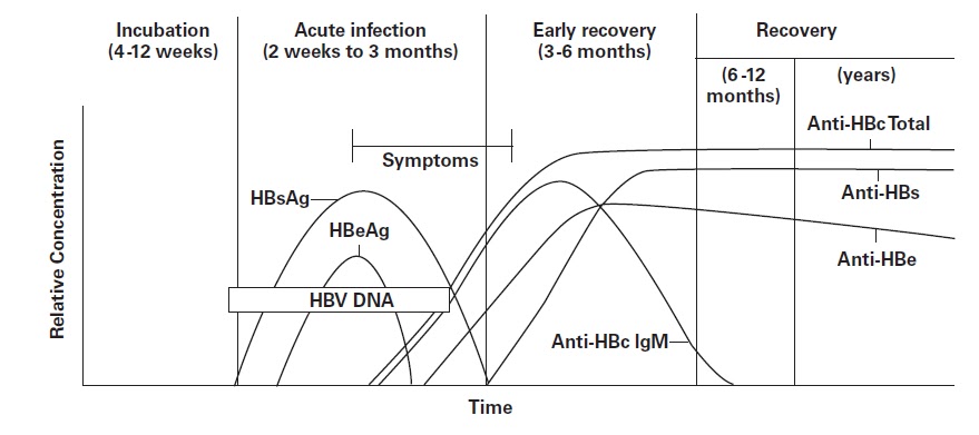  - Timeline for Acute Hepatitis B Virus Infection