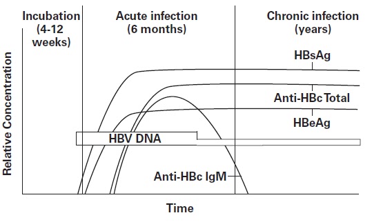  - Timeline for Chronic Hepatitis B Virus Infection