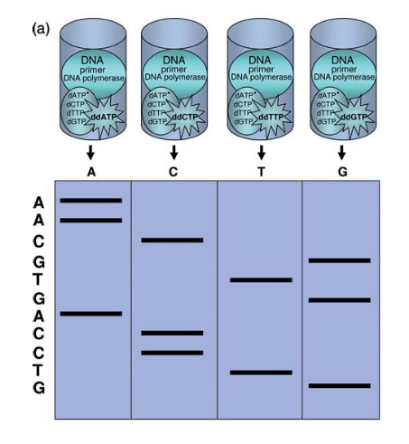 Gel electrophoresis of radioactive labelled product in four different lanes - Gel electrophoresis of radioactive labelled product in four different lanes (Source: Janitz, M. (2008). Next-Generation Genome Sequencing.)