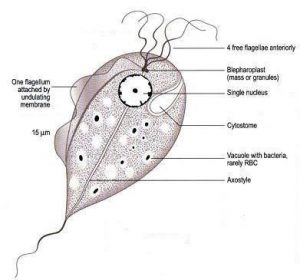 Trophozoite of Trichomonas vaginalis - Trophozoite ofTrichomonas vaginalis