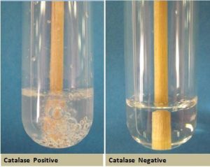 Catalase Positive and Catalase Negative Reactions - Catalase Positive and Catalase Negative Reactions