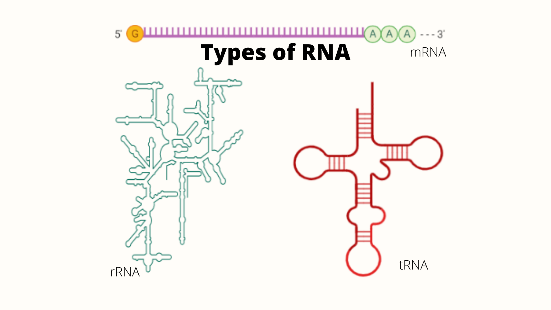 Types of RNA - Types of RNA