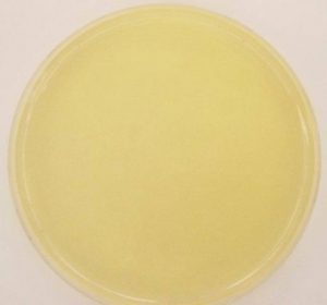 Uninoculated Nutrient Agar - Un-inoculated Nutrient Agar