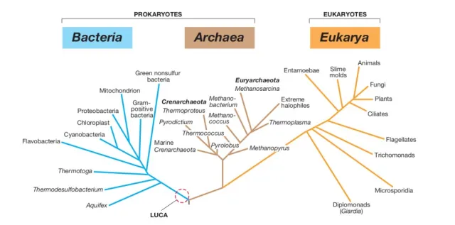 Universal Phylogenetic tree - Universal Phylogenetic tree