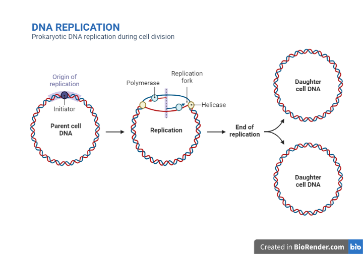 DNA replication in prokaryotes - DNA replication in prokaryotes