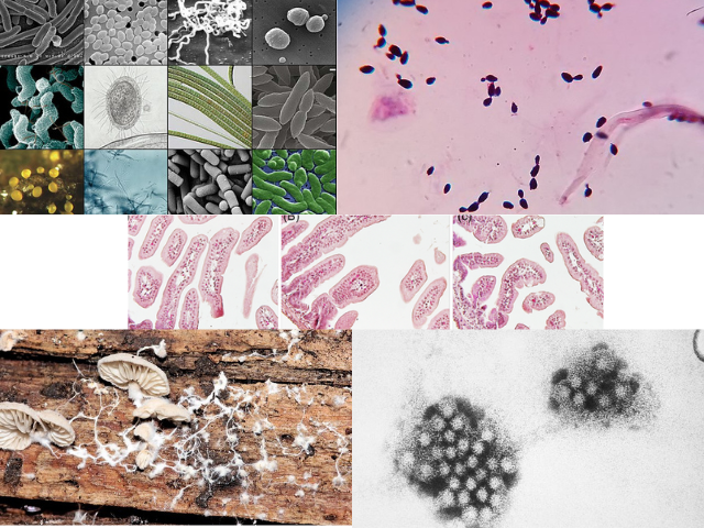 Microorganisms found in Food - Microorganisms found in Food