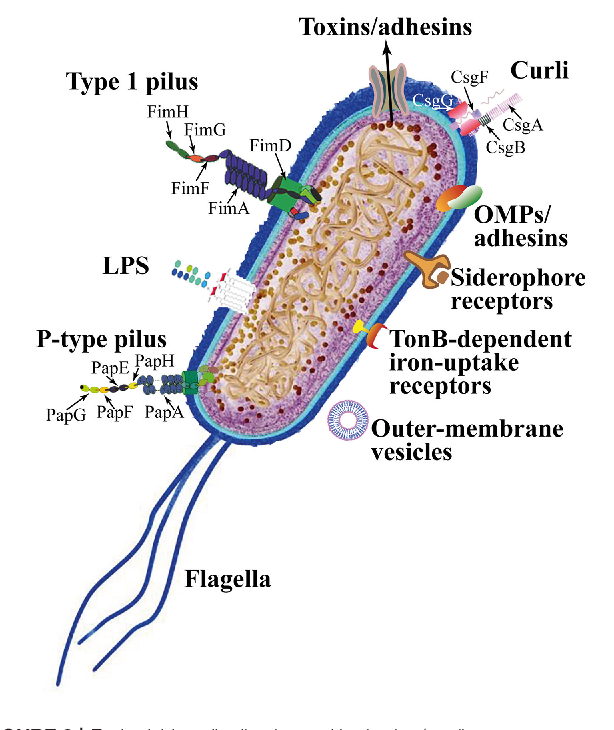 Uropathogenic E coli - Uropathogenic Escherichia coli (Imagesource)