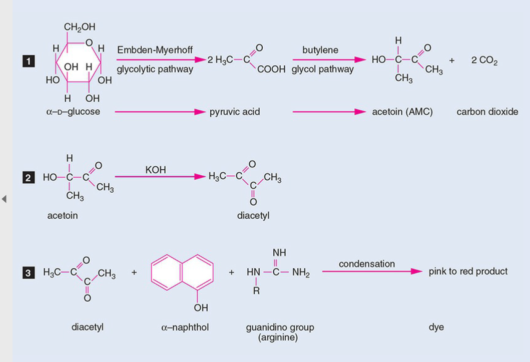  - Voges Proskauer (VP) Test Principle
