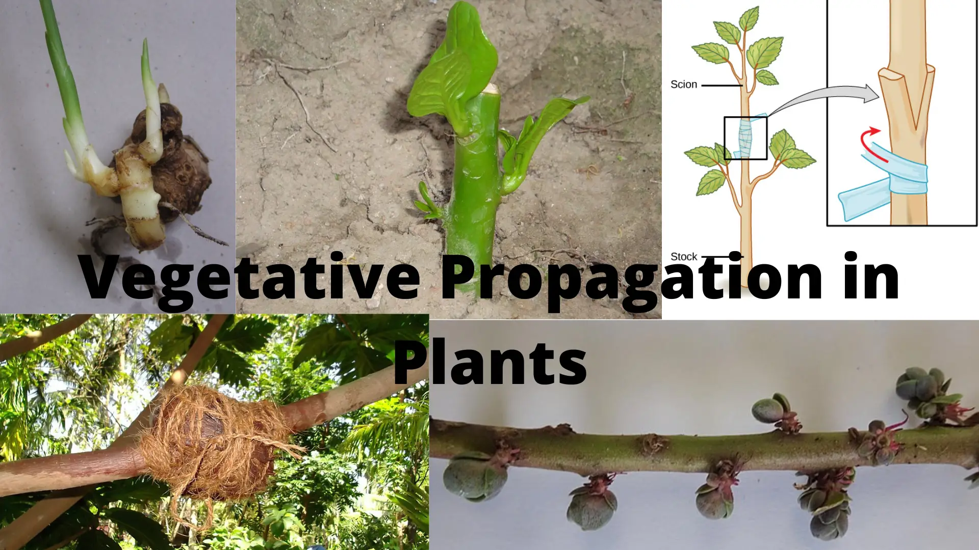 Vegetative propagation (asexual reproduction)