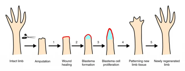 Vertebrate limb regeneration - Key morphological events of vertebrate limb regenerationSource: Whited, J.L., Tabin, C.J. Limb regeneration revisited.J Biol8,5 (2009).https://doi.org/10.1186/jbiol105