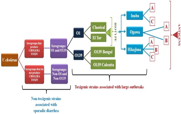 Vibrio cholerae serogroups and biotypes - Vibrio choleraeserogroups and biotypes(source: sciencedirect.com)