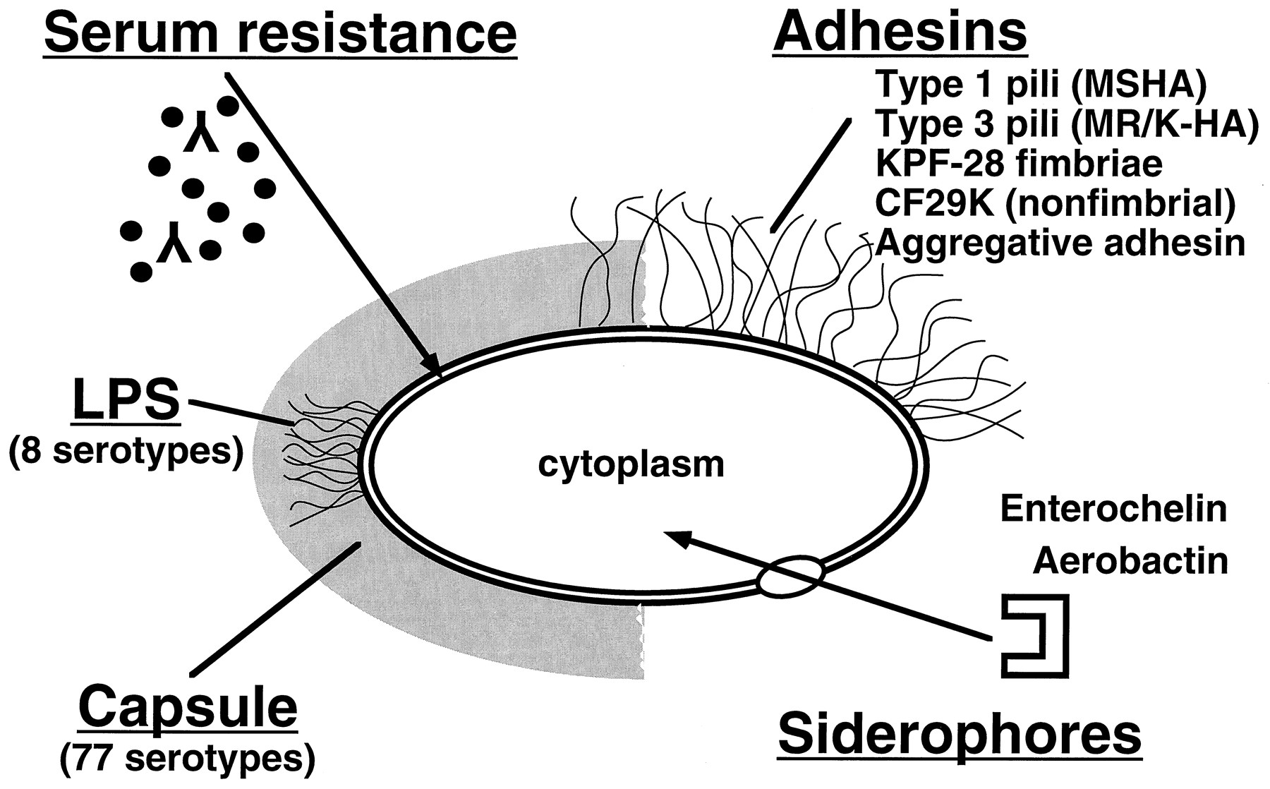 - Virulence factors ofK. pneumoniae(Source)