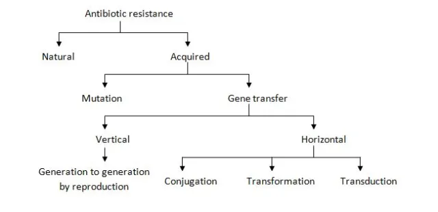  - Ways of gaining a resistant gene by bacteria