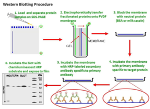  - Western Blotting Technique Test Procedure