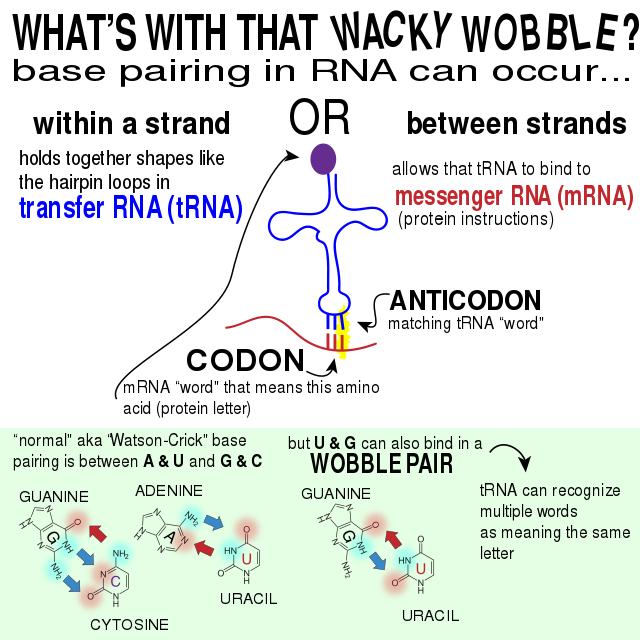 Infographic explaining wobble base pairing in RNA - Infographic explaining wobble base pairing in RNA