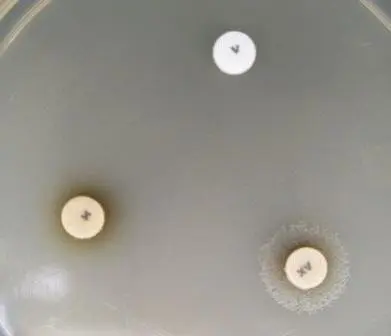 This strain is presumptively Haemophilus influenzae as it has grown only around the disk containing both XV factor. - This strain is presumptivelyHaemophilus influenzaeas it has grown only around the disk containing both XV factor.