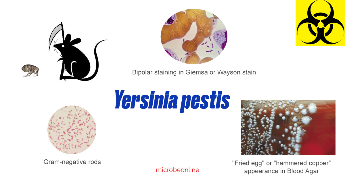 Yersinia pestis, major features