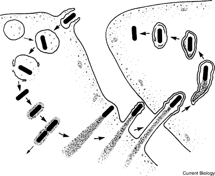 Actin filament and intracellular spread of Listeria monocytogenes.