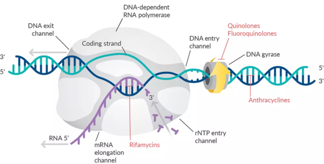  - Inhibition of nucleic acid synthesis by antibioticsImage source:https://www.biomol.com/resources/biomol-blog/how-do-antibiotics-affect-nucleic-acid-synthesis