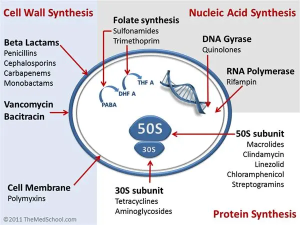 mechanism of action of antibiotics - Antibiotics acting on different sites of a bacterial cell.Source:https://www.orthobullets.com/basic-science/9059/antibiotic-classification-and-mechanism