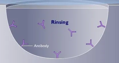 antibody attached