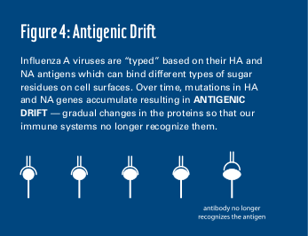 antigenic drift in influenza virus