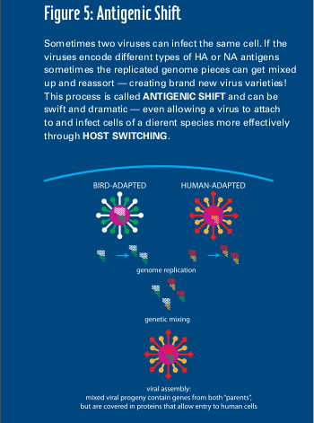 antigenic shift in influenza virus