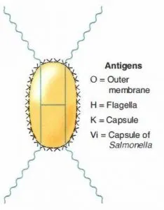 Antigens of Enterobacteriaceae family - Antigens of the Enterobacteriaceae family