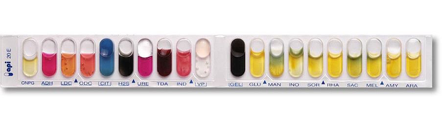 (Analytical Profile Index) API 20 E Test System