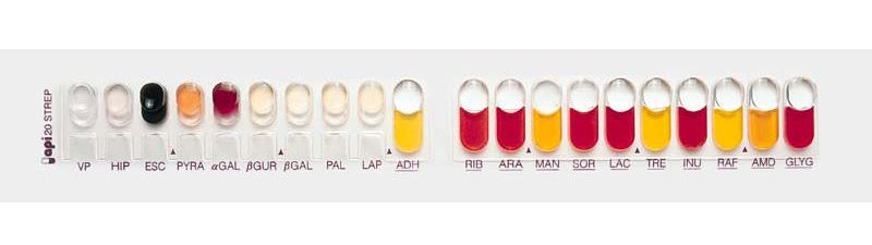 API (Analytical Profile Index) 20 Strep Test - API 20 Strep test system