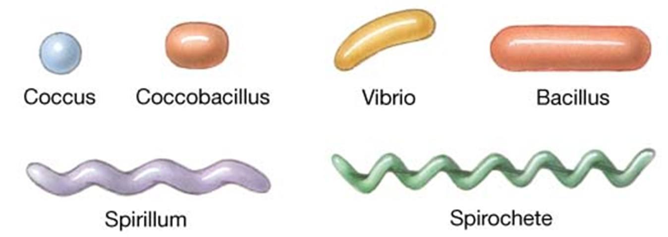 Shapes of Bacteria - Various Shapes of Bacteria