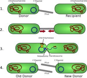 Bacterial conjugation and transfer of F plasmid - Bacterial conjugation and transfer of F plasmid