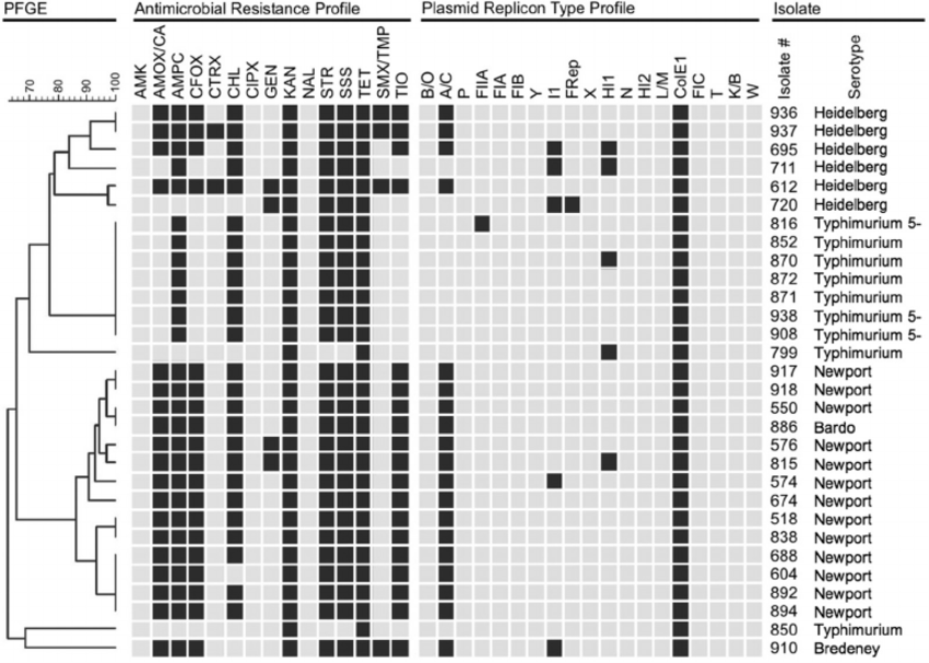  - PFGE-based dendrogram of Salmonella (Imagesource)