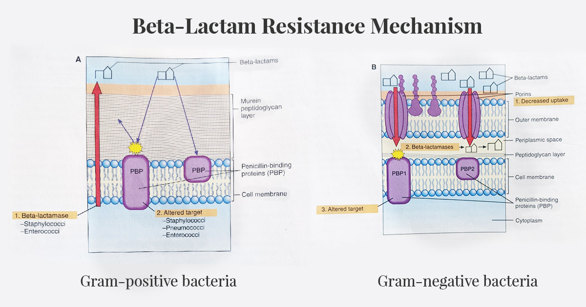 beta-lactam-resistance-mechanism - β-lactam resistance mechanisms of gram-positive and gram-negative bacteria.Image source (Bailey & Scott’s Diagnostic Microbiology)