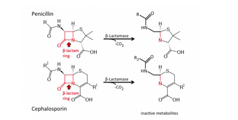Hydrolysis of penicillins & cephalosporin antibiotics by beta-lactamase - Hydrolysis of penicillins & cephalosporin antibiotics by β-lactamase
