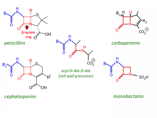 Molecular structure of common beta-lactam antibiotics - Molecular structure of common beta-lactam antibiotics