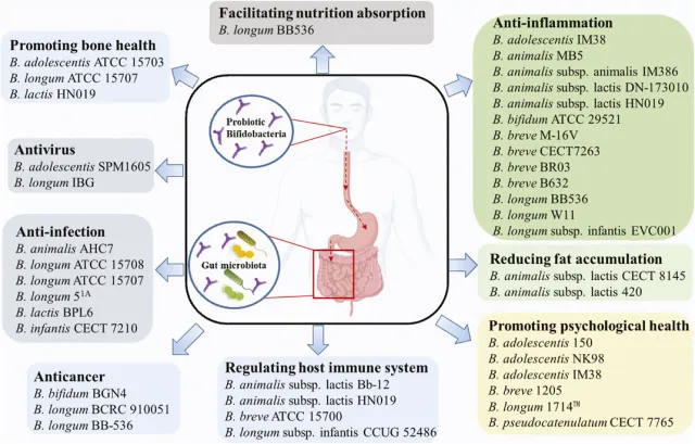 Choosing probiotics - Beneficial effects of common probiotic Bifidobacterium strains.