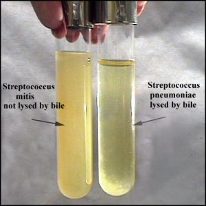 Bile solubility test: Streptococcus pneumonie colonies are lysed by bile  - Bile solubility test:Streptococcus pneumoniaecolonies are lysed by bile
