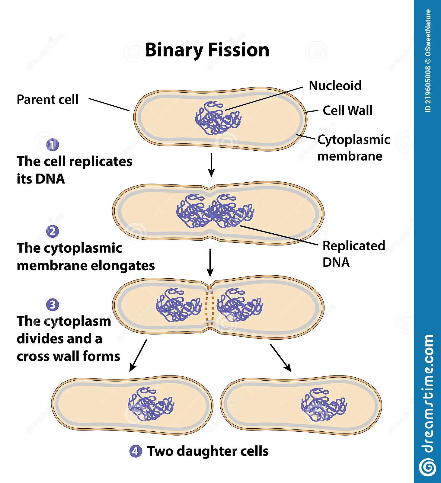 Binary Fission - Binary fission in yeast cell