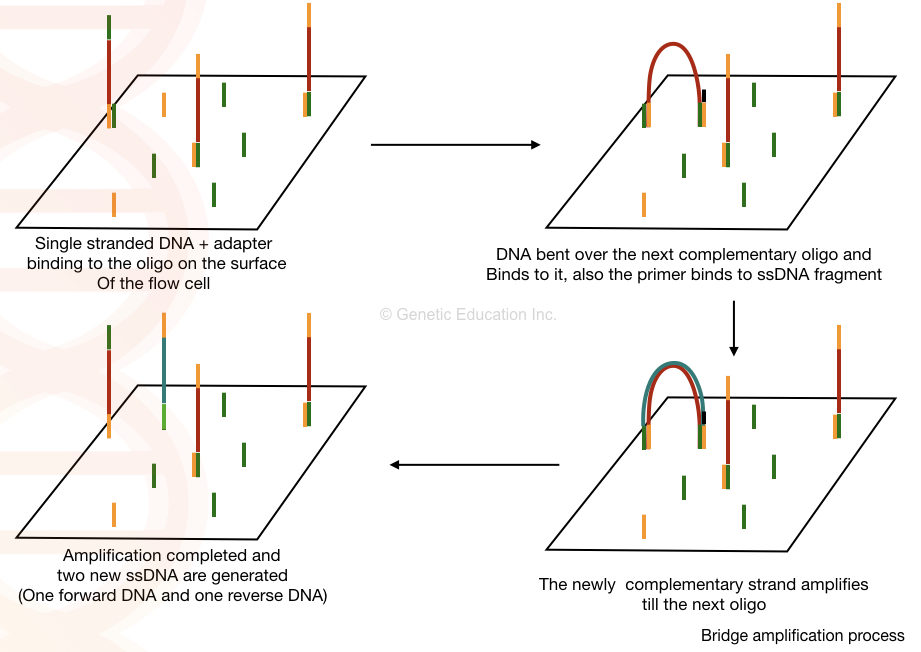 Bridge Amplification Process - Bridge Amplification Process. Source: https://geneticeducation.co.in/dna-sequencing-history-steps-methods-applications-and-limitations/