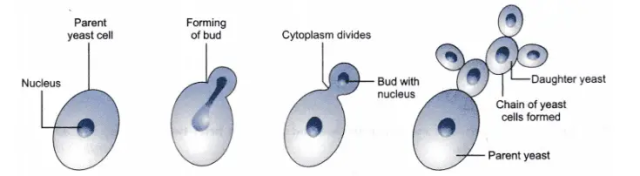 yeast budding - Budding in yeast cell