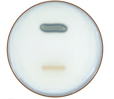 Casein hydrolysis test results - CASEIN HYDROLYSIS TEST RESULTS: This Milk Agar plate was inoculated withBacillus megaterium(caseinase-positive) above andMicrococcus roseus(caseinase-negative) below.