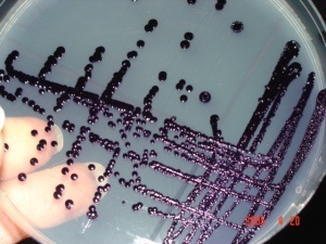 Characteristics pigment production by Chromobacterium violaceum - Characteristics pigment production byChromobacterium violaceum