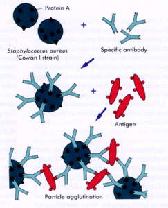 Coagglutination Test - Coagglutination Test