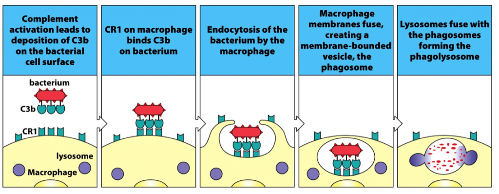 Complement mediated phagocytosis - Complement mediated phagocytosis