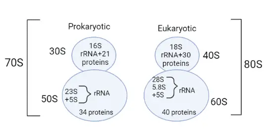Composition of ribosomal subunits - Composition of ribosomal subunits