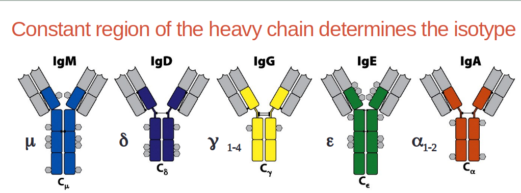 Structure of Antibodies Isotypes