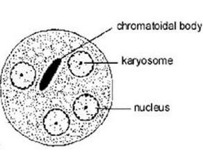 Mature Quadrinucleate Cyst of Entamoeba histolytica - Mature Quadrinucleate Cyst ofEntamoeba histolytica